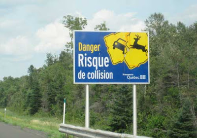 Blue road sign showing two yellow traffic signs with a car and a deer on each, colliding