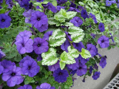 Blue-purple petunias with a silver and green leafed plant growing through them