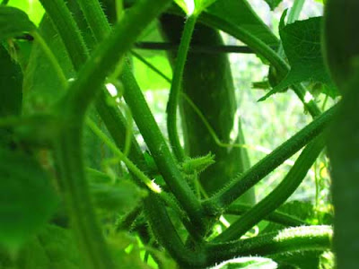 A cucumber growing on the vine, shown through a tunnel of leaves and stems