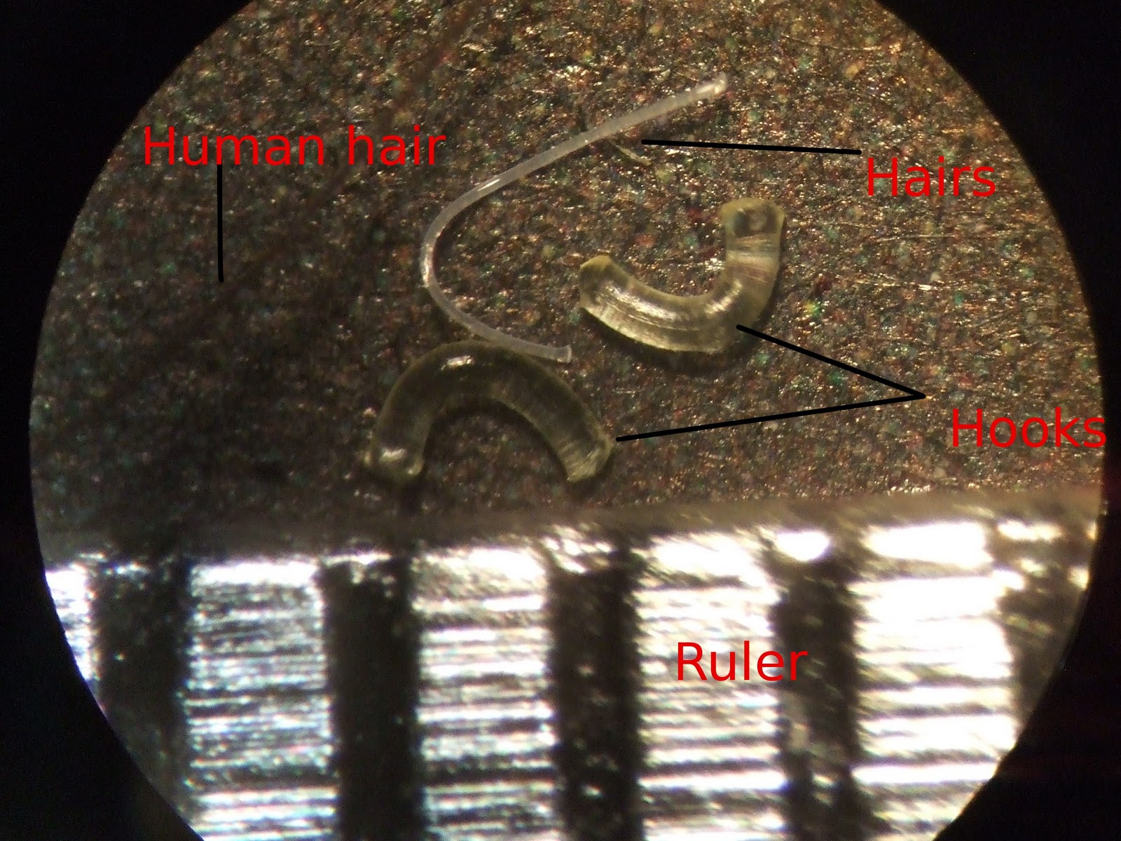 Domestic Science Velcro under the microscope