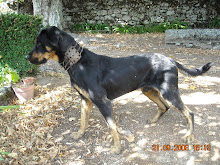 Tejo (cão do amigo Vicente)