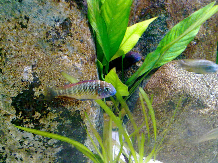 the fish factory spain