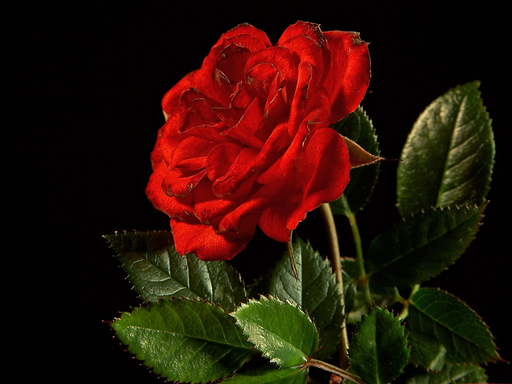 meaning of flowers ranging