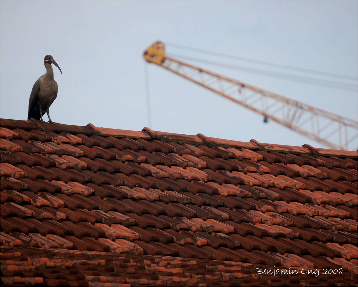 [ibis+and+crane.jpg]