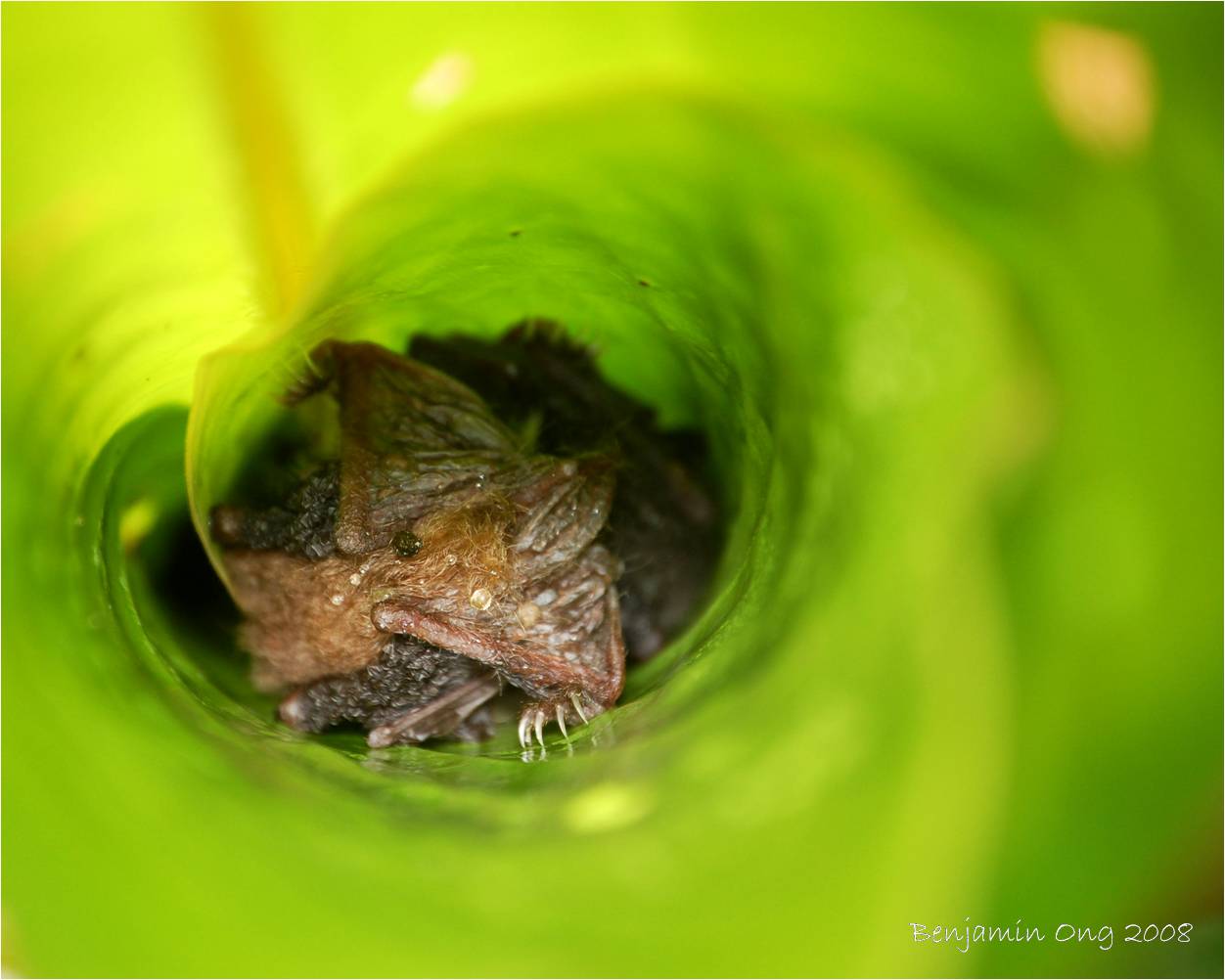 [18+bats+in+banana+leaf.jpg]