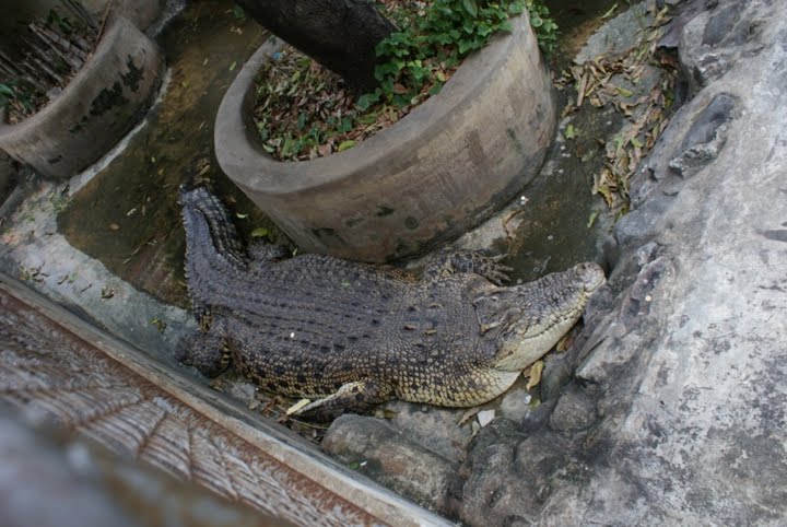 [WatChakkrawatKroko.JPG]