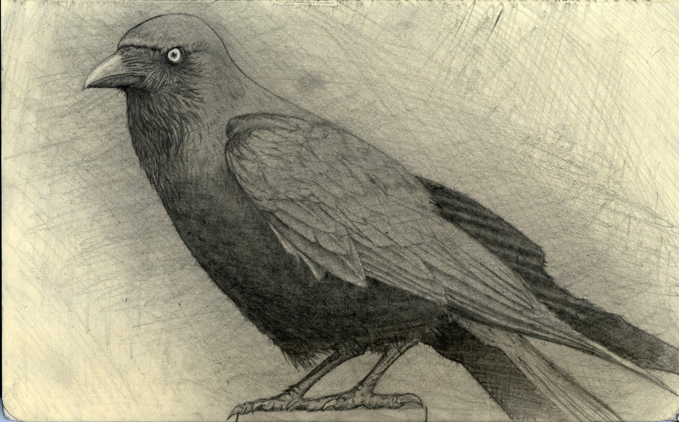 Dark Bird