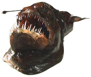 angler fish for sale angler fish for sale
