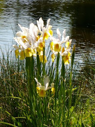 At The Ponds Edge