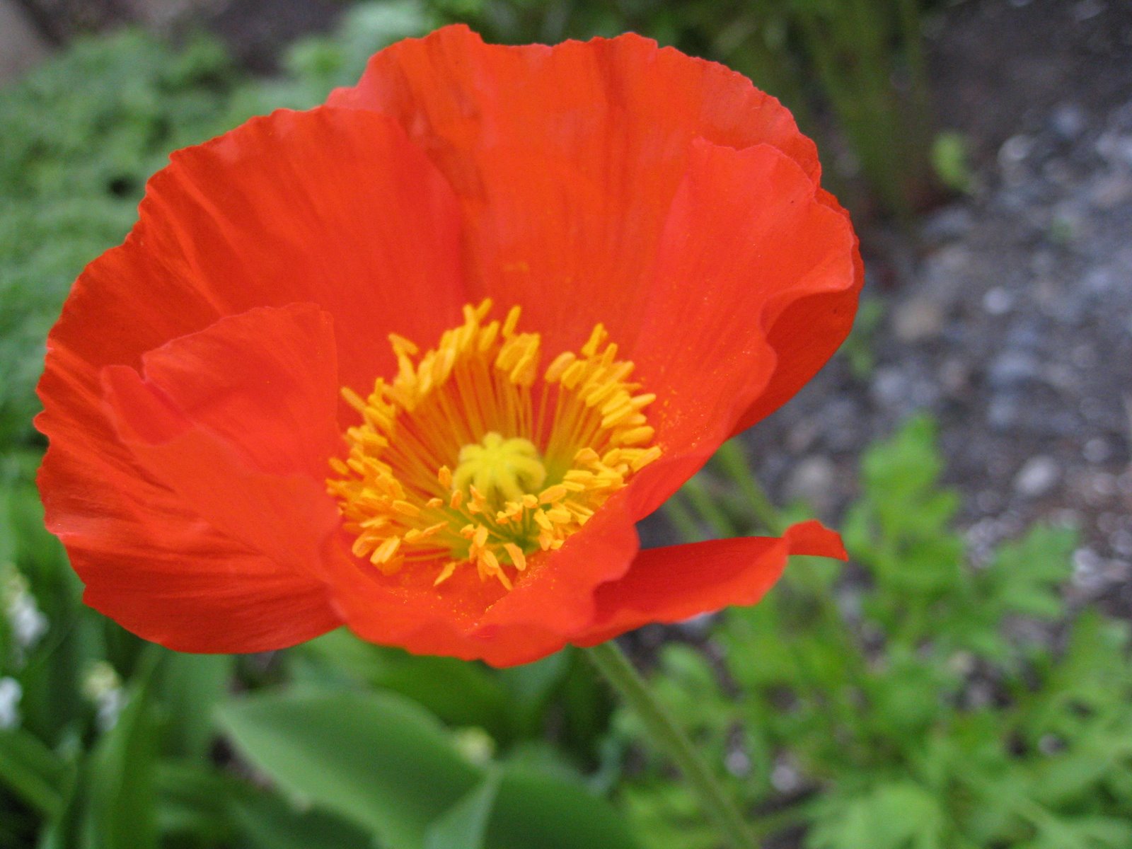 [IMG_0486.JPG]