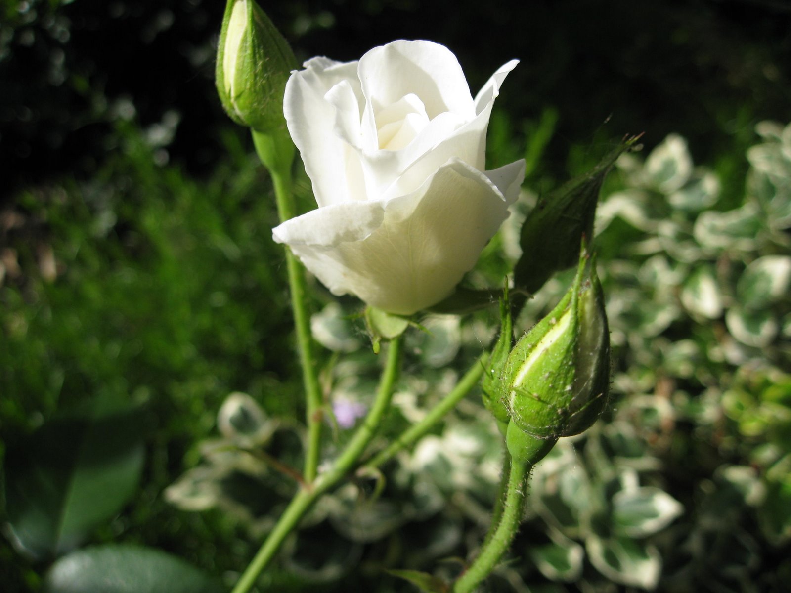 [IMG_0640.JPG]