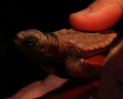 Baby turtle