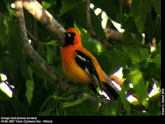 Icterus auratus