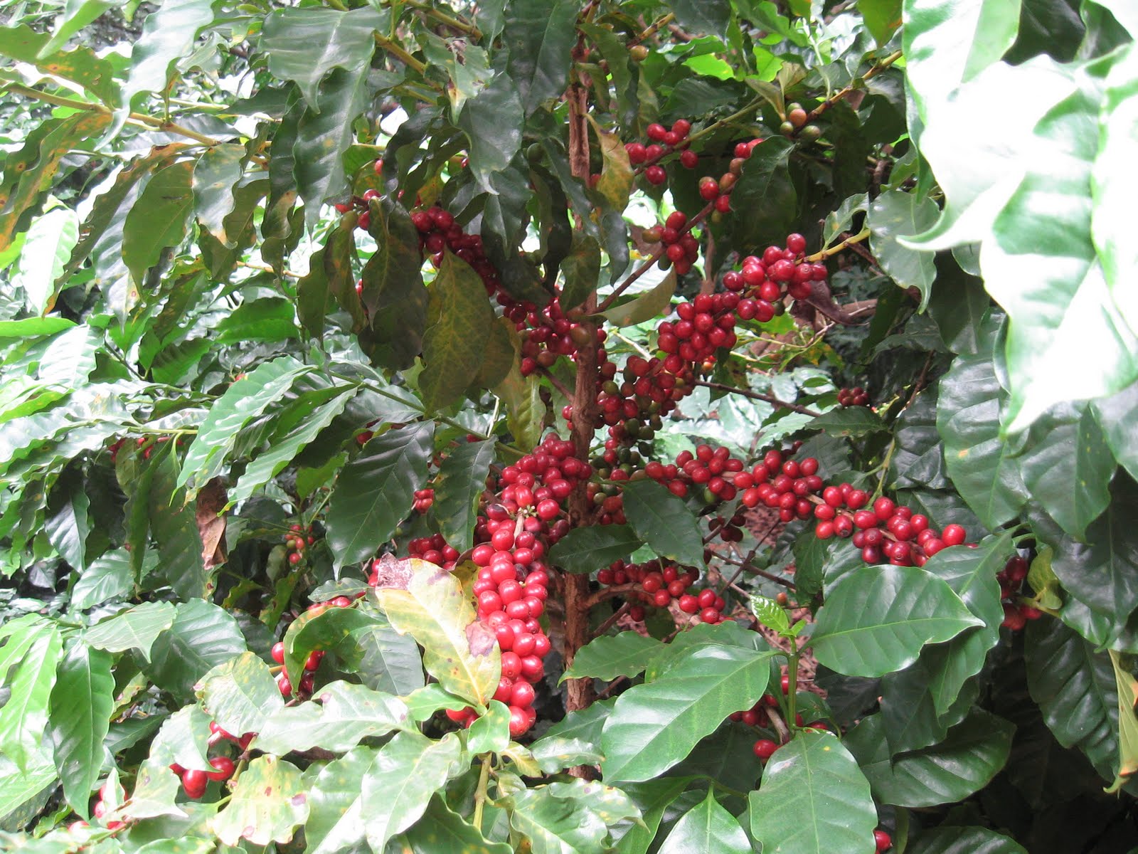 Shenmewhat? Three for the Price of ONE Baoshan, Dali