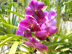 Orchid Purple