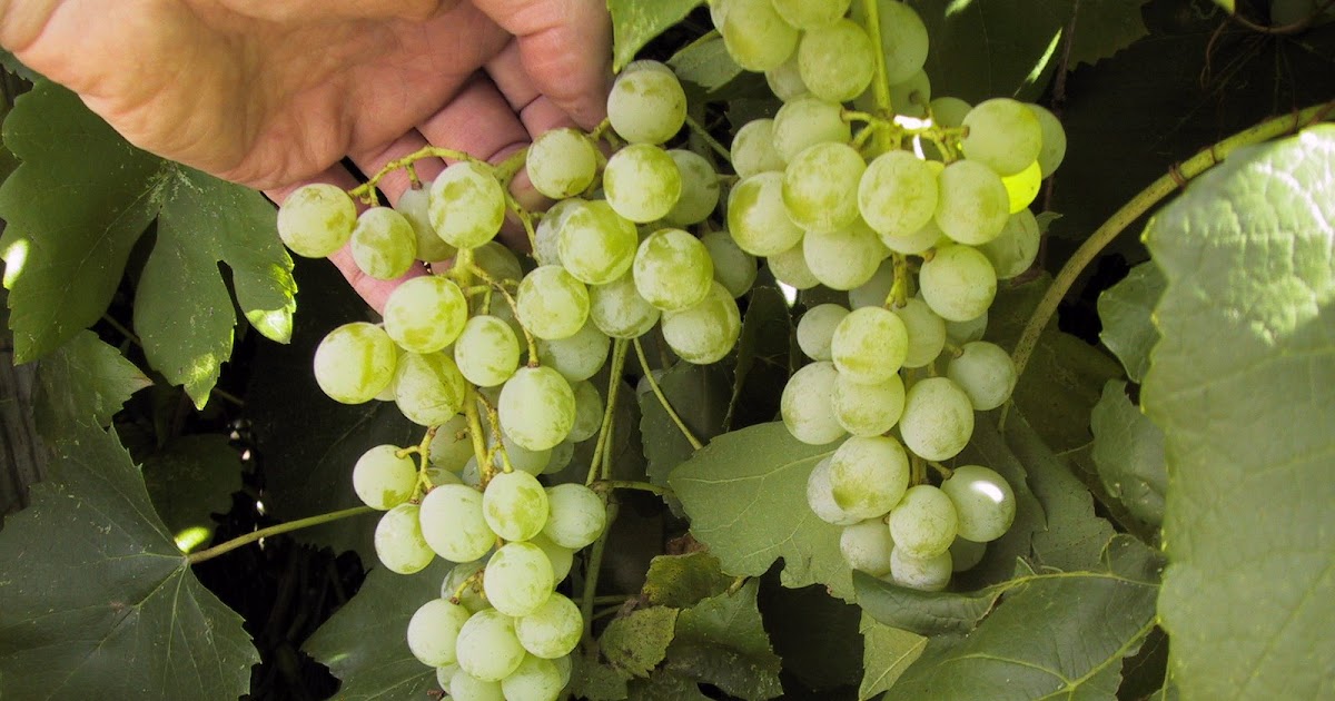 Front Range Food Gardener: Great Grapes
