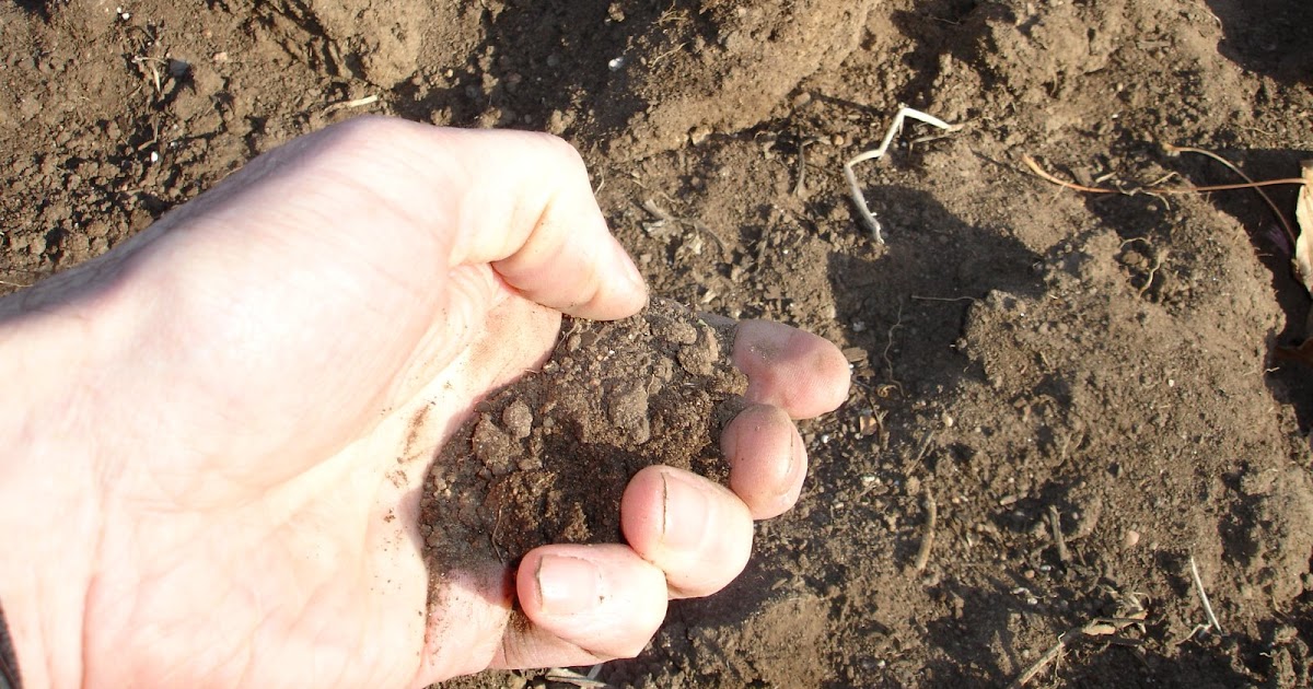 Front Range Food Gardener Improving urban garden soils