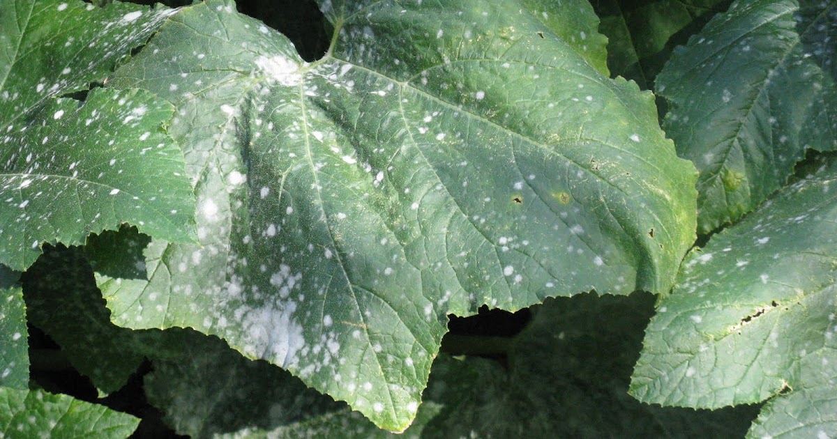powdery mildew vegetables