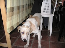 Firulais necesita urgente un hogar - Argentina