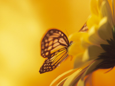 [monarch-butterfly-on-daisy.jpg]