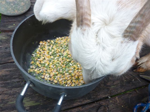 Richcat 山羊居 Trim Hooves 羊蹄的修剪