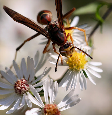 florida wasps