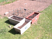 tomatoes started in boxes