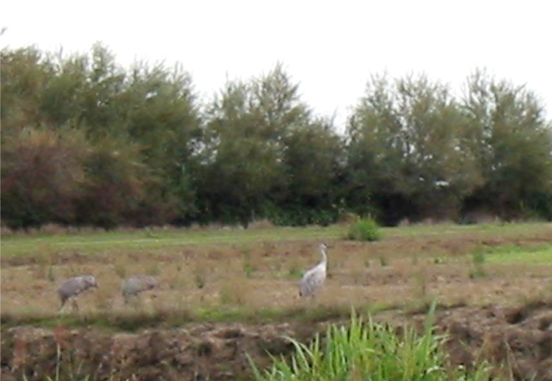 [310SandCranes.JPG]