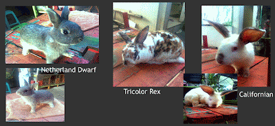 jual kelinci