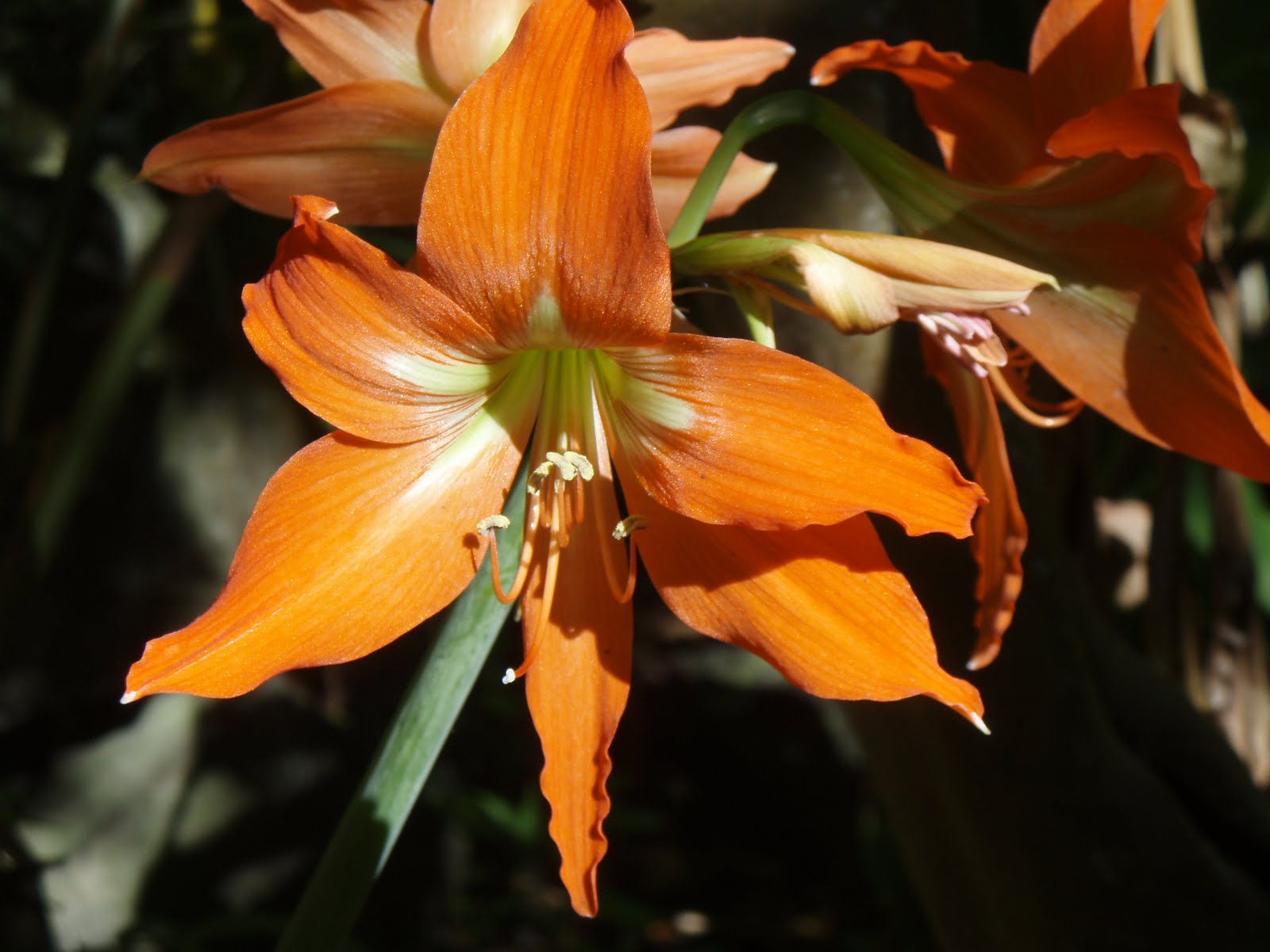 Ghetto Gardens Hawaiian flowers and plants