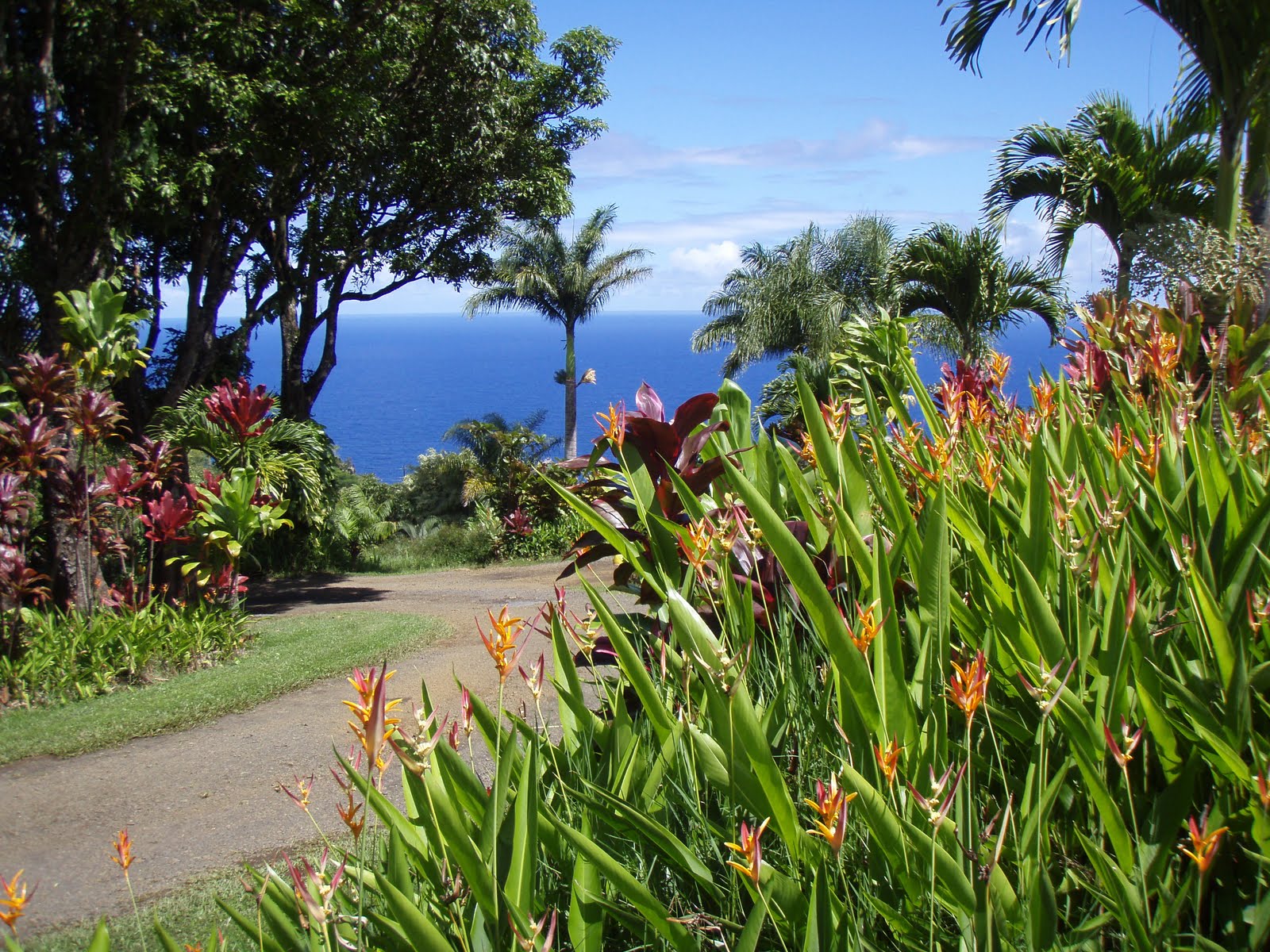 Ghetto Gardens Hawaiian flowers and plants
