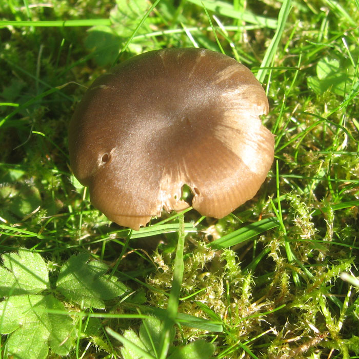 Season Of Mist & Mellow Mushrooms!! Angel Eden Blog