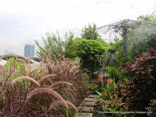 Purple Plume Grass