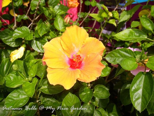 [Hibiscus+2.JPG]