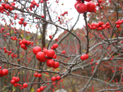 -Outside In-: red berries