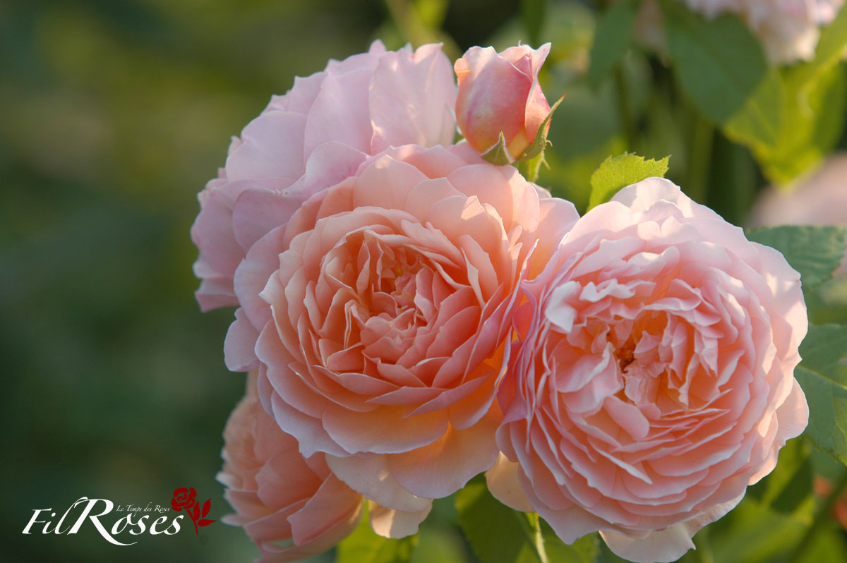 79 Meilleures Images Du Tableau Saint Valentin Arrangements