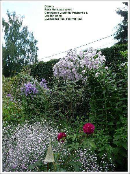 Les 52 Meilleures Images De Fleur Rose Rouge Fleur Rose Rouge