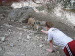 The Ibex Whisperer