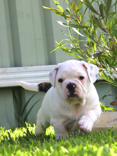 Little Aussie Mr Brock