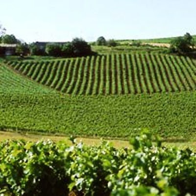 Bodegas Torres