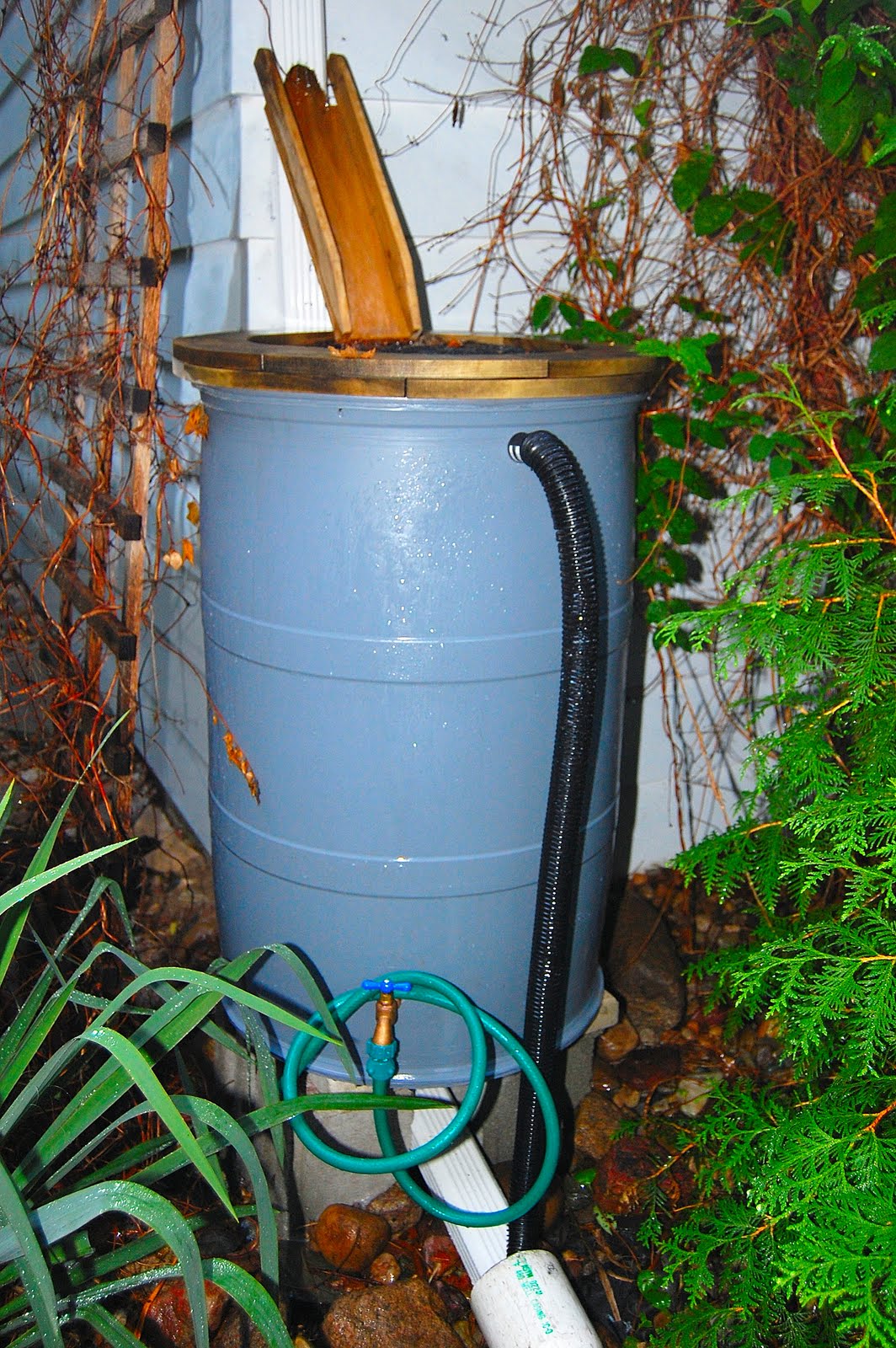 Get Your Botany On! Rain Garden, Rain Barrel, and Softening Our Footprint