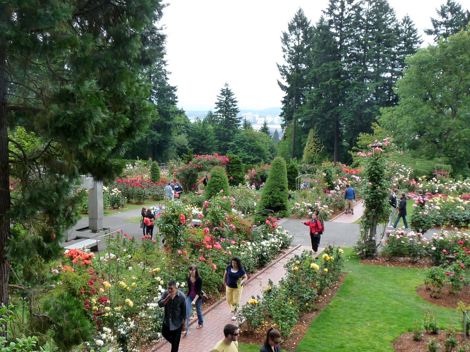 Portland S International Rose Test Gardens At Washington Park