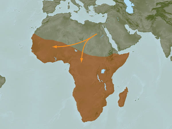 Haplogroup+E1b1a+Migration+Map.jpg