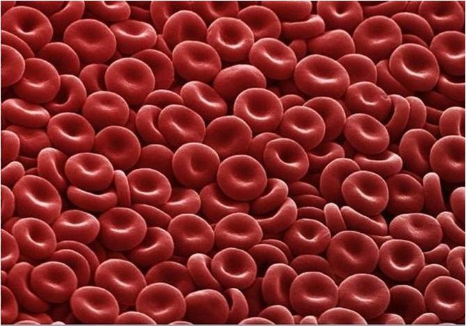 cute blood cell