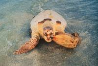 Choking Turtle