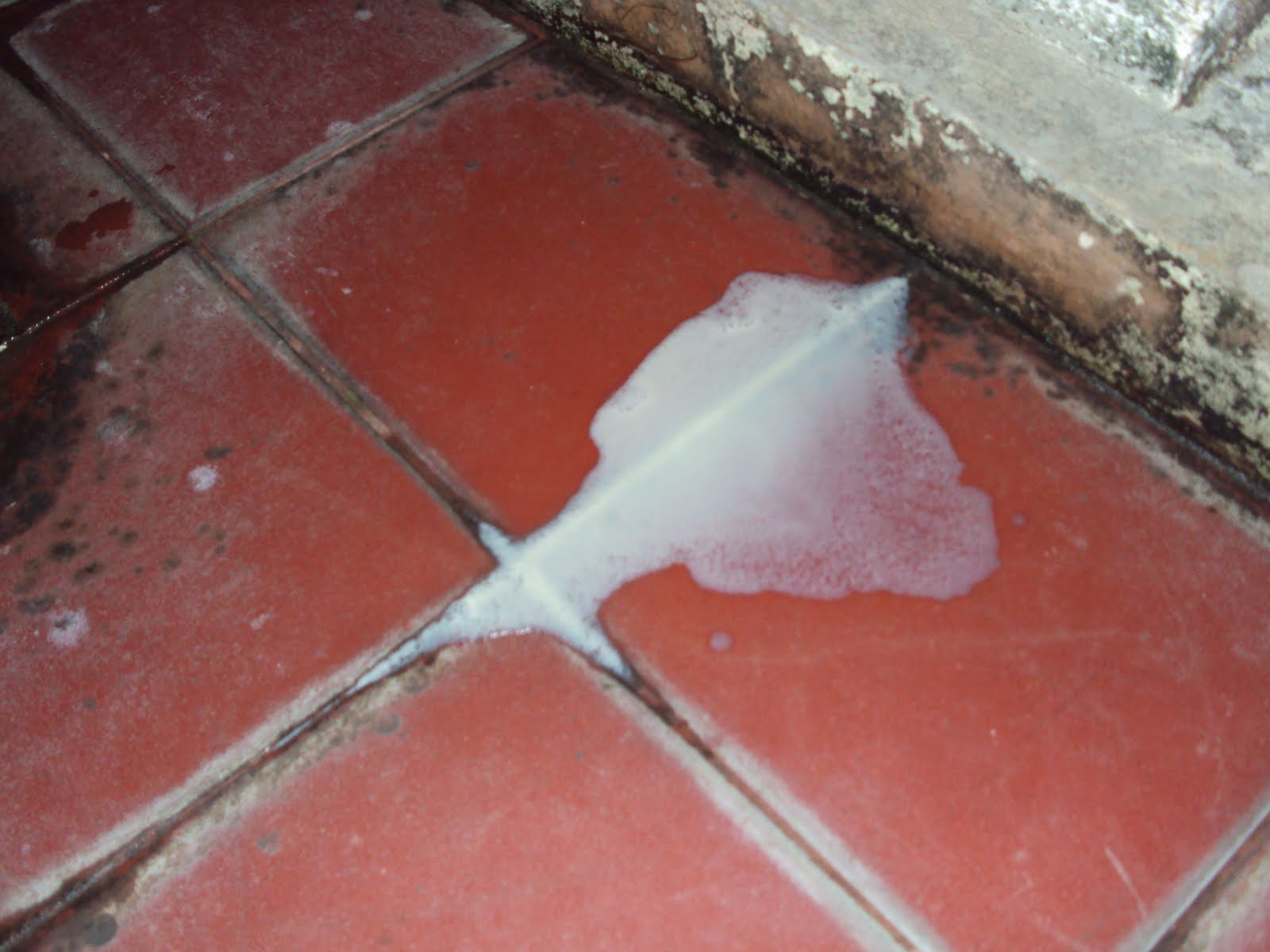 JA GUINEA PIGS FARM Guinea Pig abscess