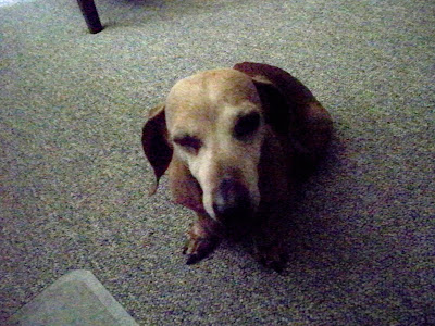 Evil Dachshund