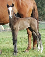 ESB foals