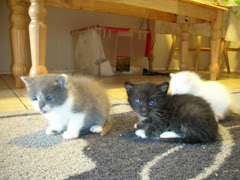 Orphans