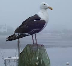 Wise Seagull at Rye Harbor